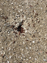 Pogonomyrmex barbatus