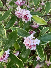 Daphne odora marginata