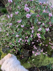Daphne odora marginata