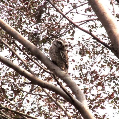 Spotted Owlet