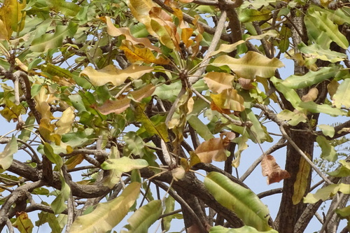 Shea Tree