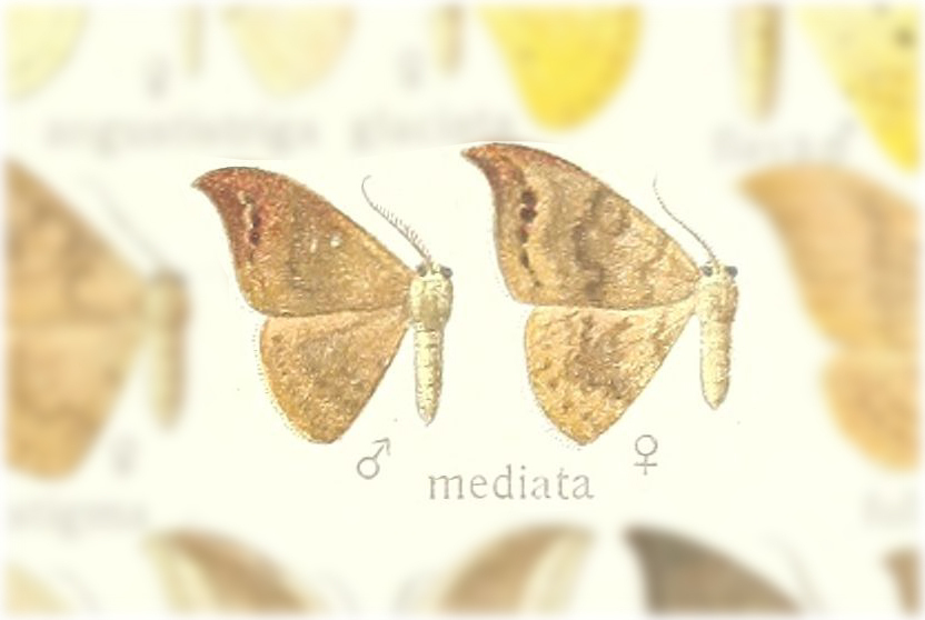 Tridrepana mediata