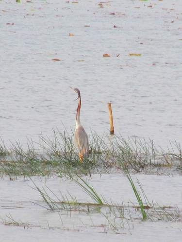Purple Heron