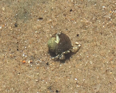 Pagurus novizealandiae