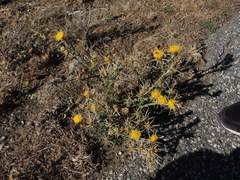 Centaurea solstitialis schouwii