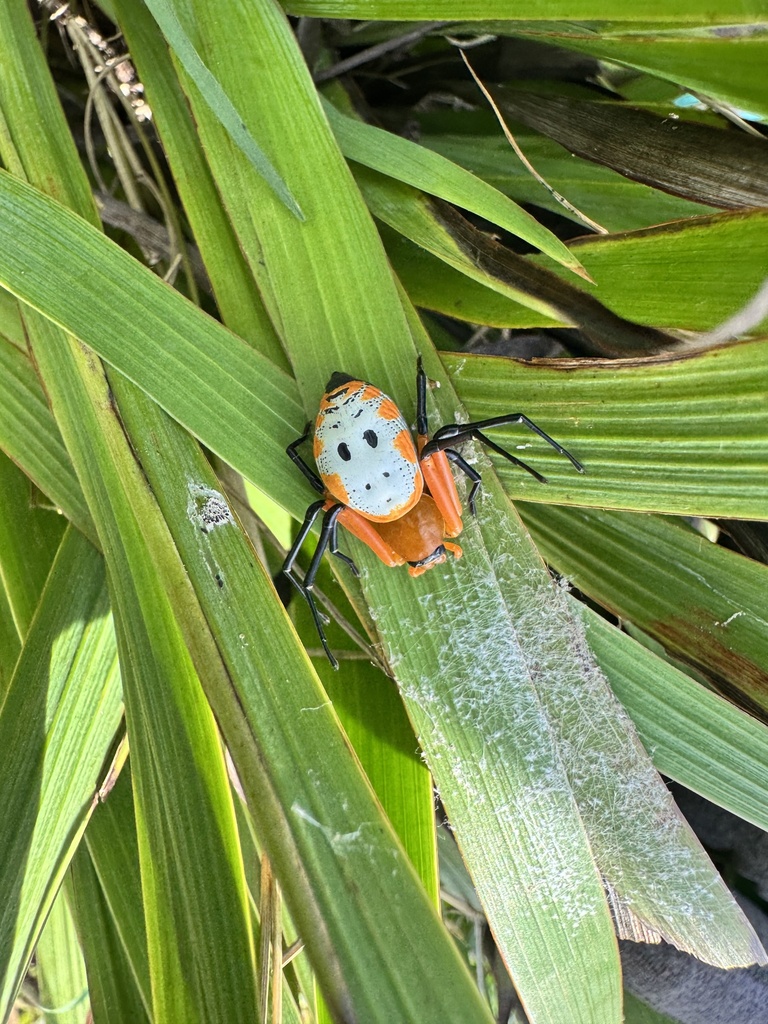 Platythomisus jubbi