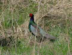 Phasianus versicolor