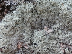 Arctoparmelia centrifuga