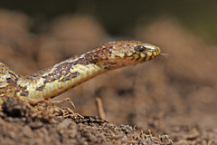 Atractus major