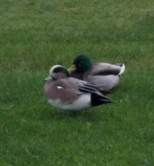 Mareca americana