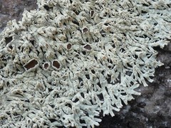 Arctoparmelia centrifuga