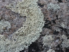 Arctoparmelia centrifuga