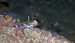Fusigobius inframaculatus