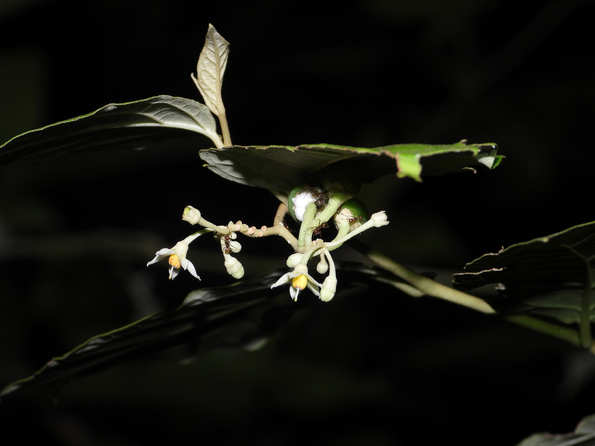Imagem de Solanum schlechtendalianum
