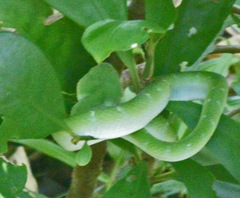 Tropidolaemus subannulatus