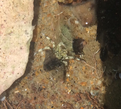 Pagurus novizealandiae