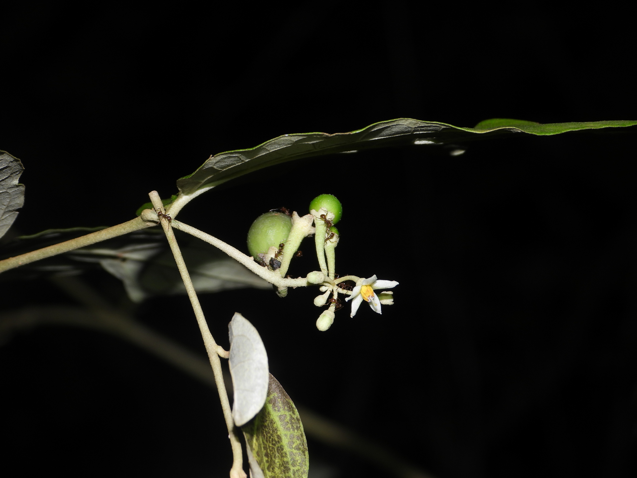 Imagem de Solanum schlechtendalianum