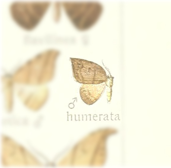 Nordstromia humerata