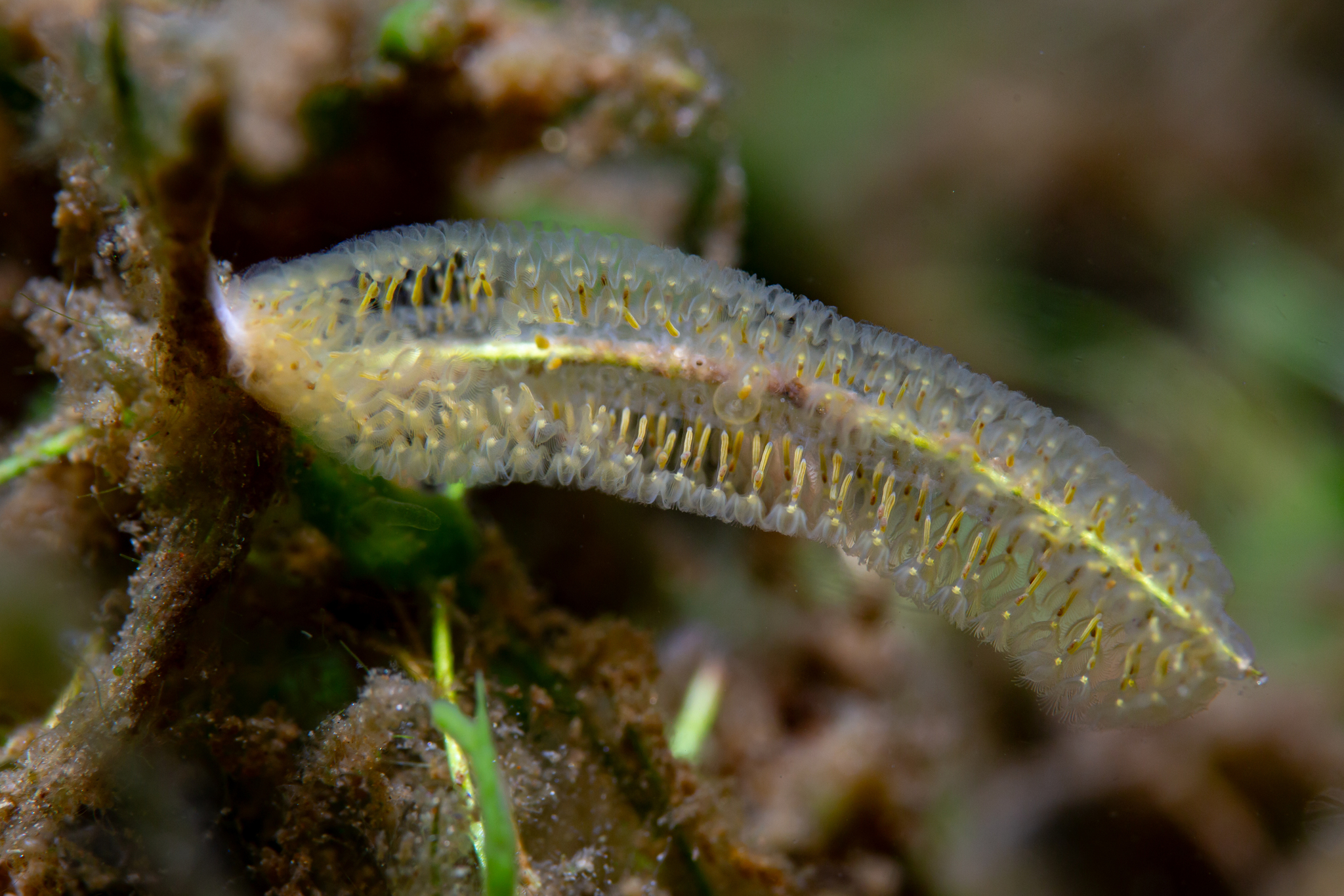 Cristatella mucedo Cuvier, 1798