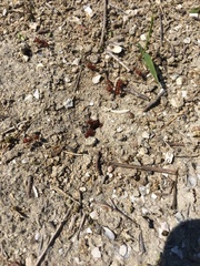 Pogonomyrmex barbatus