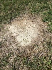 Pogonomyrmex barbatus