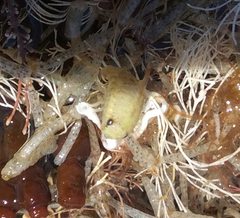 Isocladus armatus
