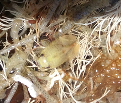 Isocladus armatus
