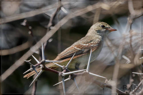 Vachellia caven