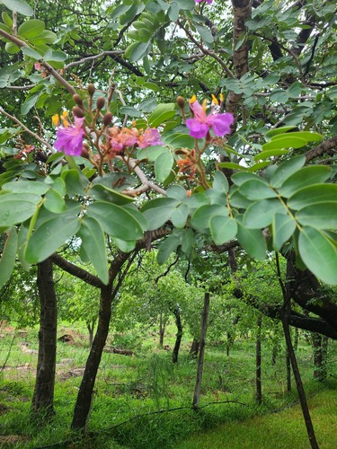 African teak