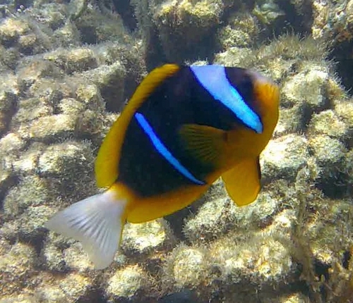 Allard's anemonefish (Amphiprion allardi) — Pomacentridae — 5