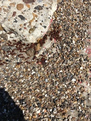 Pogonomyrmex barbatus