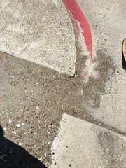 Pogonomyrmex barbatus