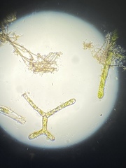 Hydrodictyaceae