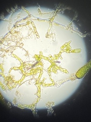 Hydrodictyaceae