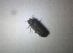 Lichenophanes bicornis