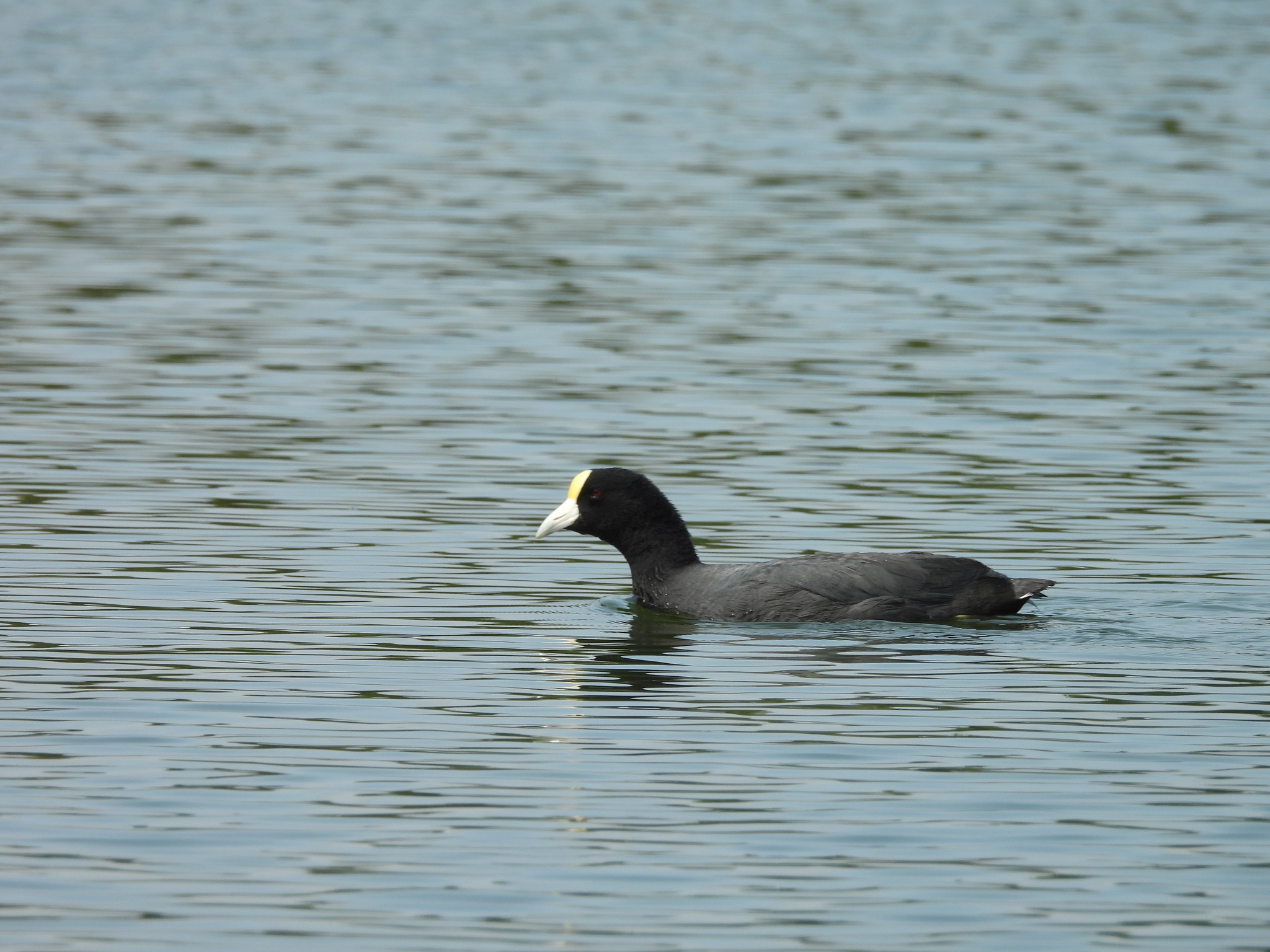 Andean Coot (Fulica ardesiaca), photo 3