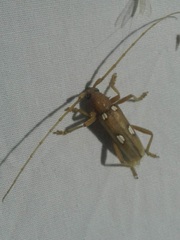 Eburia quadrigeminata