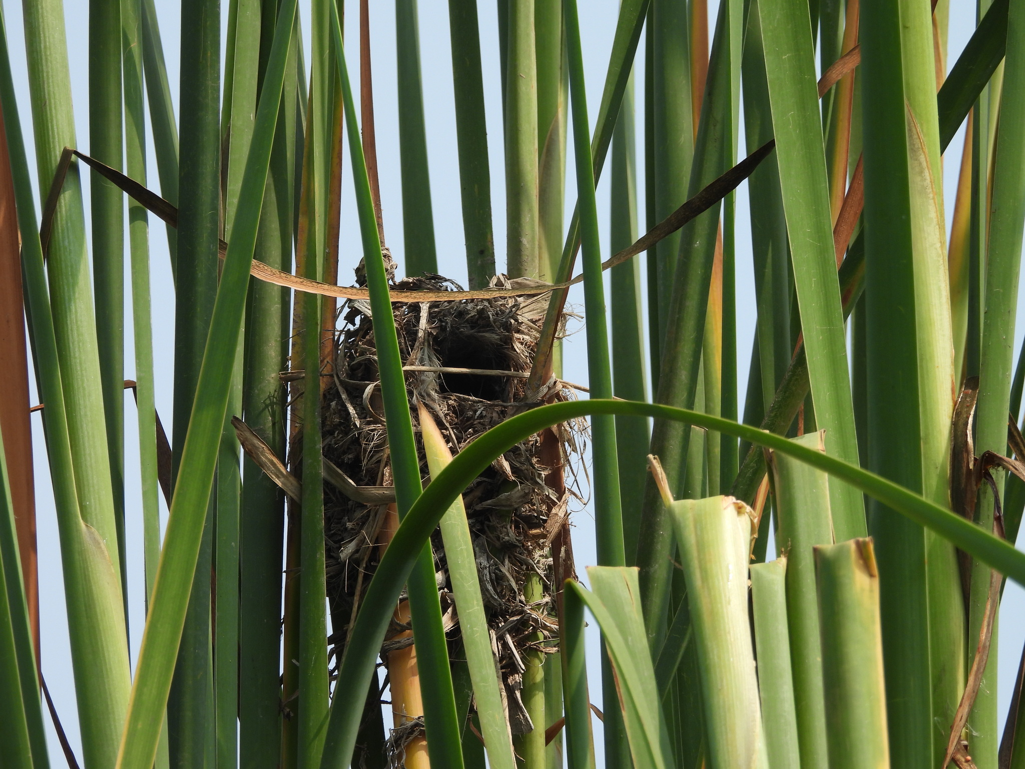 Wren-like Rushbird (Phleocryptes melanops), photo 7