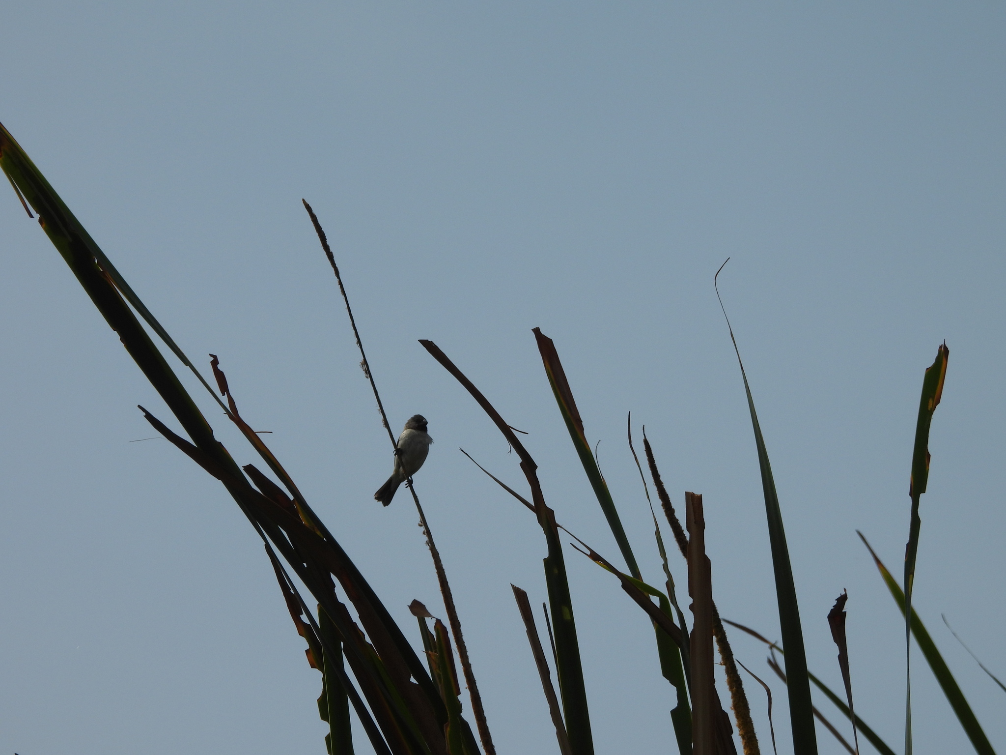 Chestnut-throated Seedeater (Sporophila telasco), photo 2