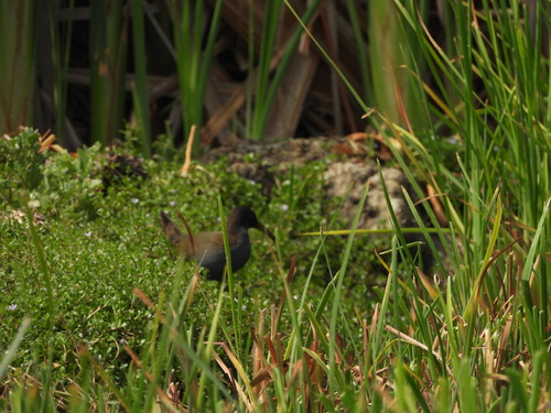 Plumbeous Rail (Pardirallus sanguinolentus), photo 6