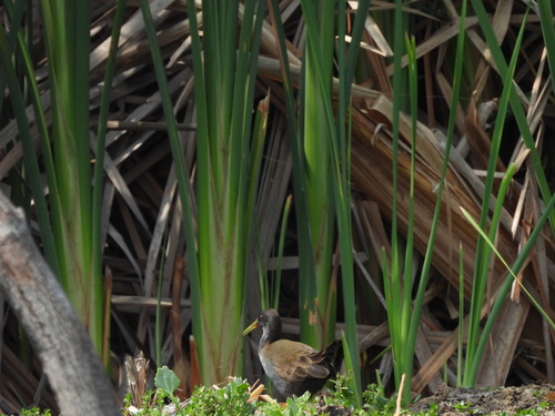 Plumbeous Rail (Pardirallus sanguinolentus), photo 5