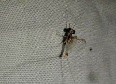 Maccaffertium modestum