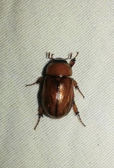 Cyclocephala borealis
