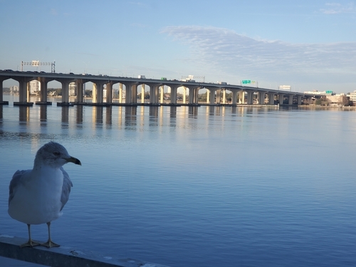 Ring-billed Gull