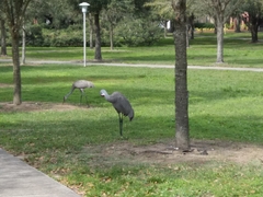 Grus canadensis image