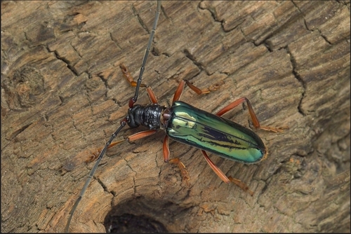 Neoplocaederus parallelus