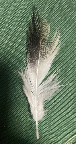 Plume de Tadorne de Belon