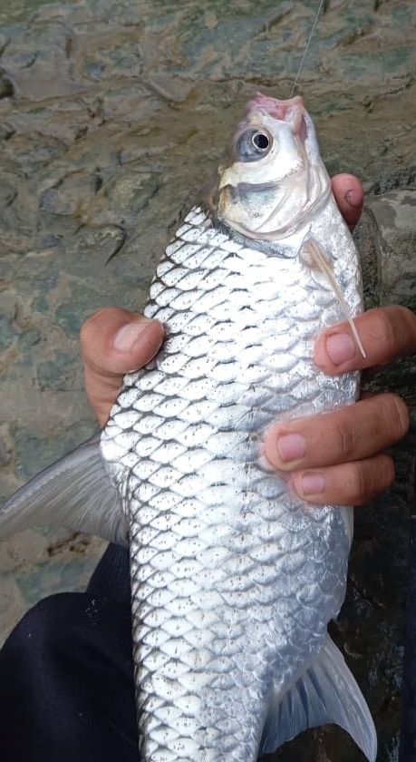 Java Barb (Barbonymus gonionotus)