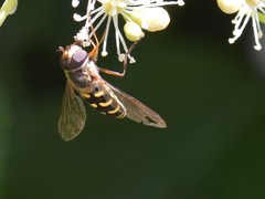 Lapposyrphus