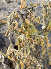 Tetraena fontanesii image